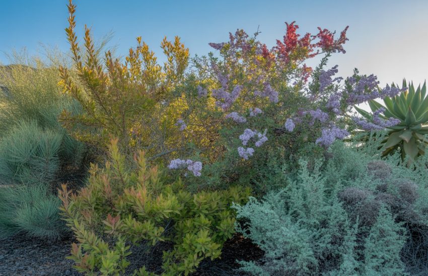 A sunlit outdoor garden with various low-maintenance California shrubs, including manzanita, California lilac, and sagebrush, thriving in natural soil under a clear blue sky.