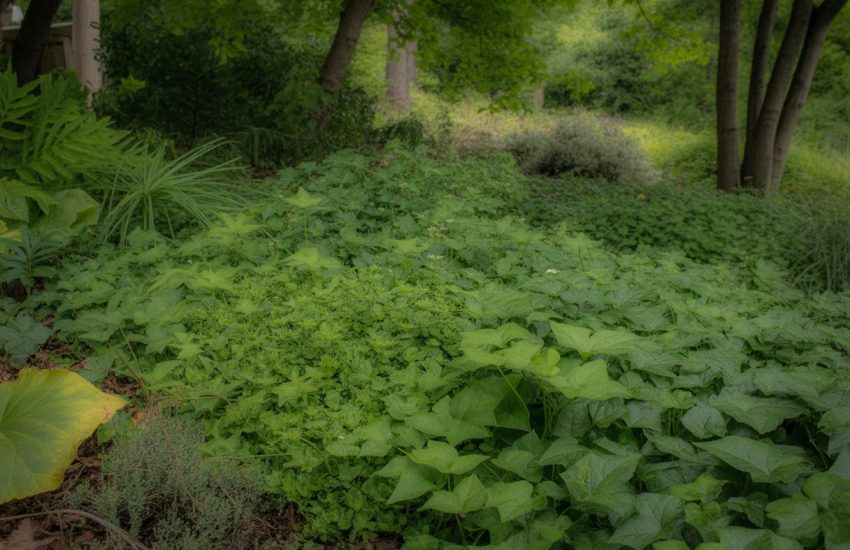 Dense green ground cover plants growing under tall trees in a shaded forest area.