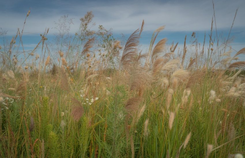 A prairie garden filled with tall native grasses under a blue sky with scattered clouds.