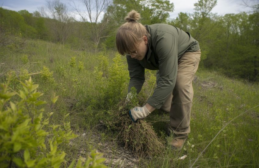 A person removing invasive plants in a green outdoor area with trees and shrubs.