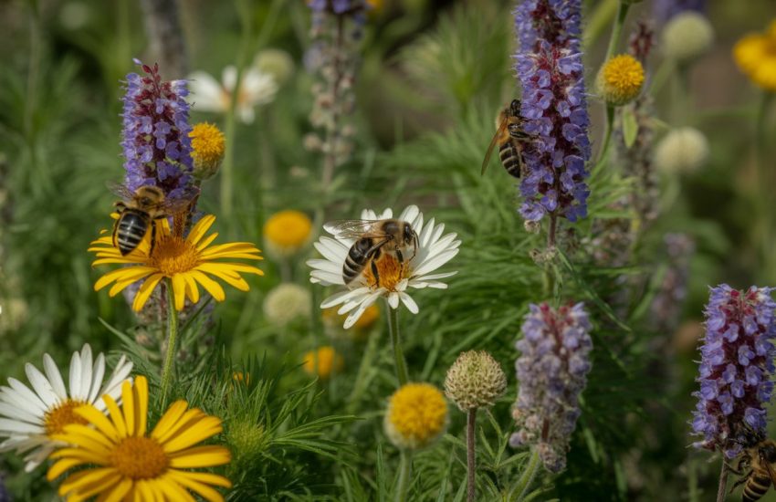 Bees collecting nectar from colorful native flowers in a garden.