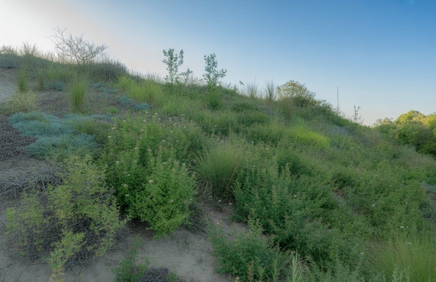 A sloping hillside covered with dense native plants and grasses to prevent erosion under a clear blue sky.
