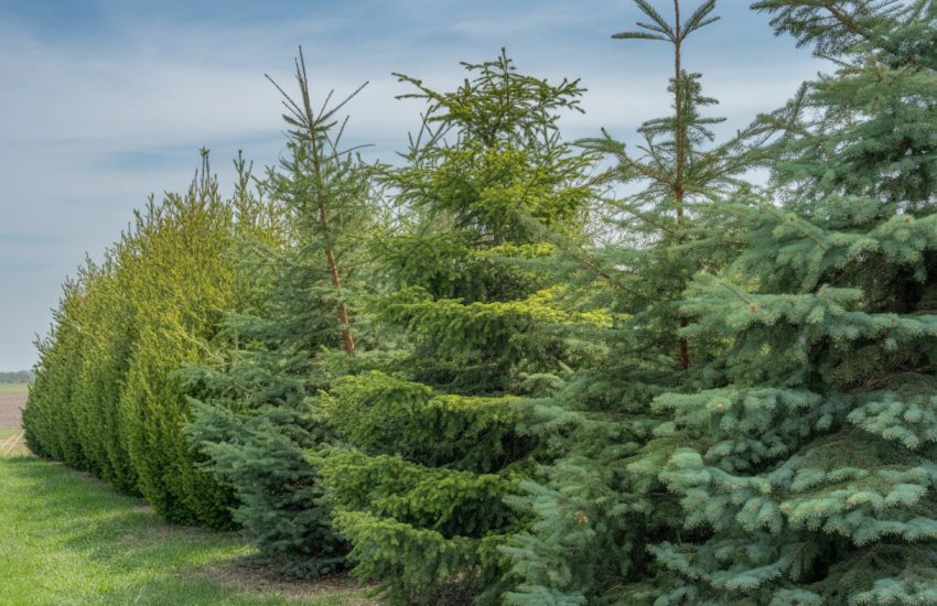 A row of tall, green evergreen trees forming a natural windbreak with a grassy field and clear sky in the background.