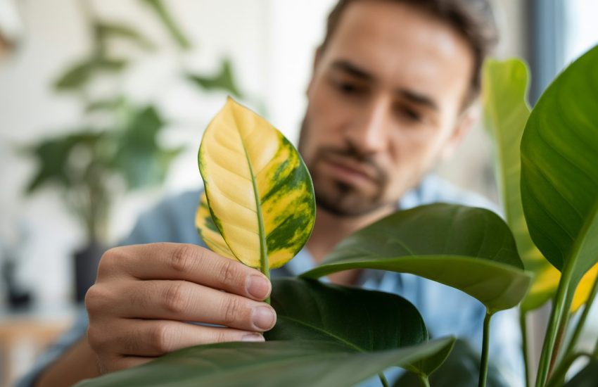 A person closely inspecting a houseplant with yellowing leaves indoors.