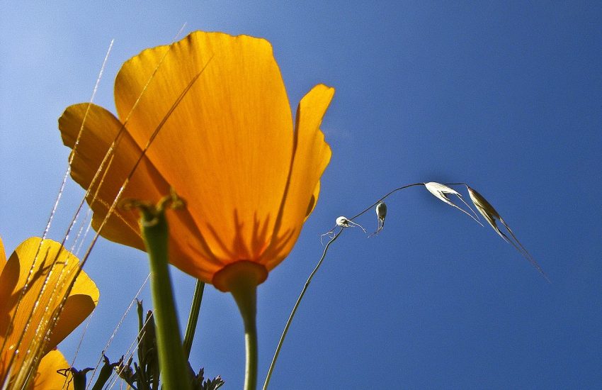 California Poppies (Eschscholzia californica) in bloom