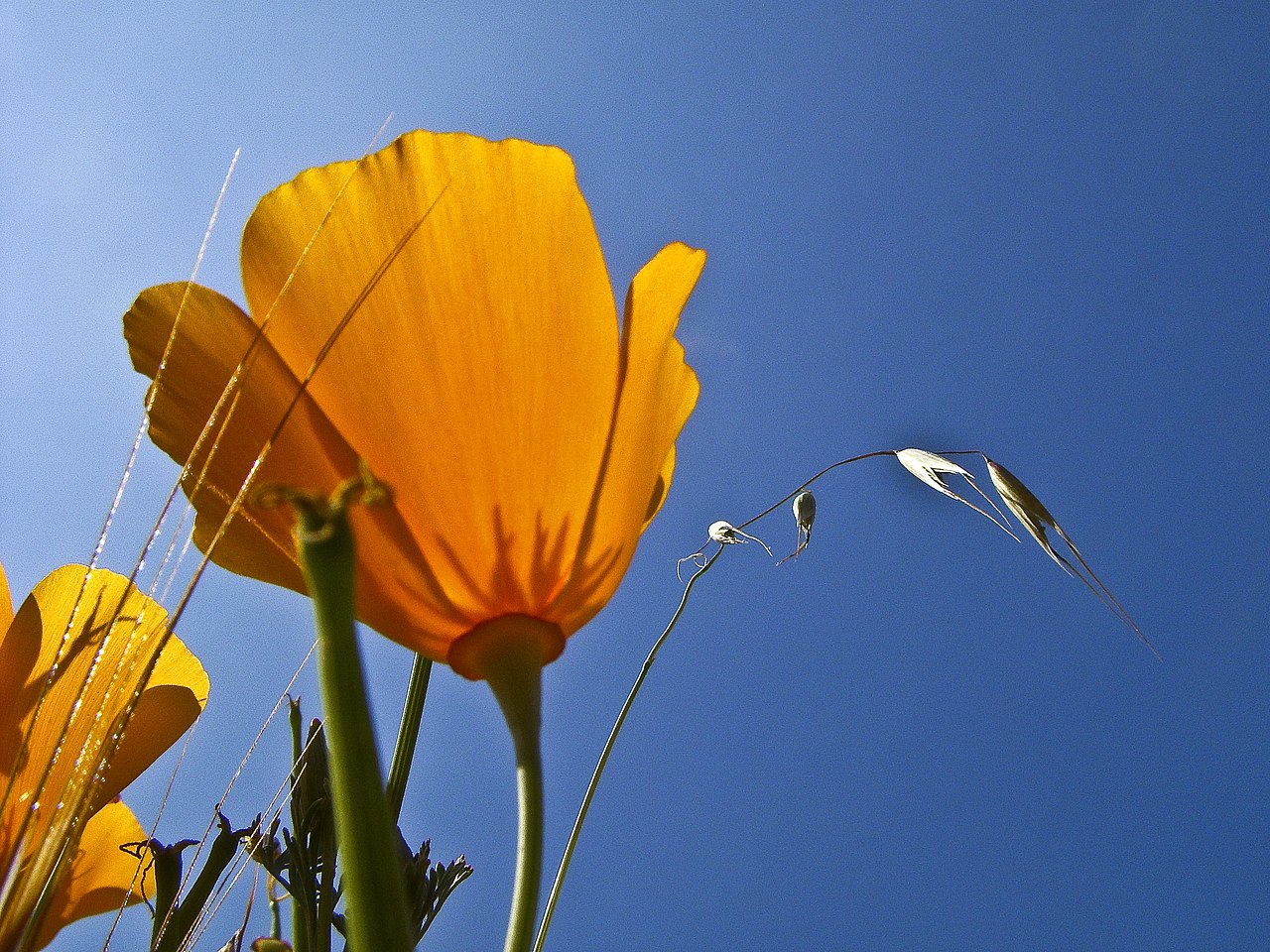 Native Plant Nurseries – California