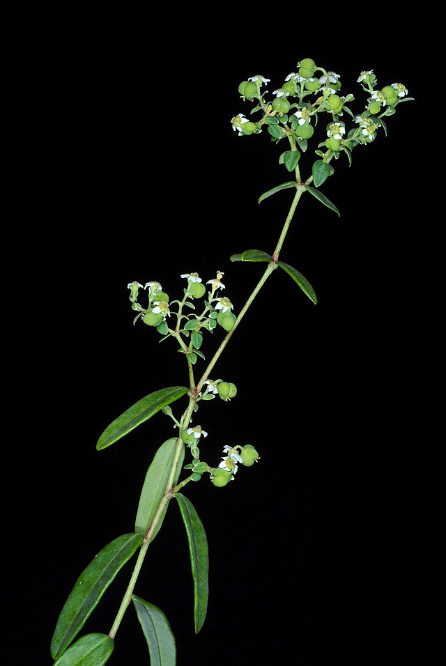 Flowering Spurge (Euphorbia corollata) delicate white flower clusters on wiry stems