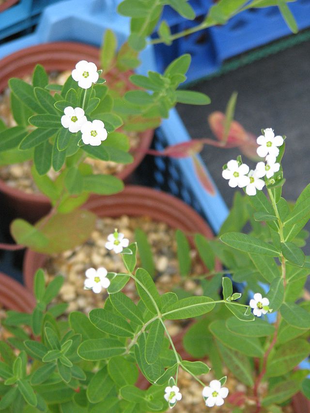 Flowering Spurge (Euphorbia corollata) close-up of white flowers with green centers