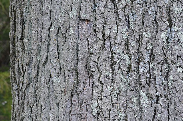 Kentucky Coffee Tree (Gymnocladus dioica) - PlantNative.org Kentucky Coffee Tree (Gymnocladus dioica) distinctive deeply furrowed bark with recurved ridges
