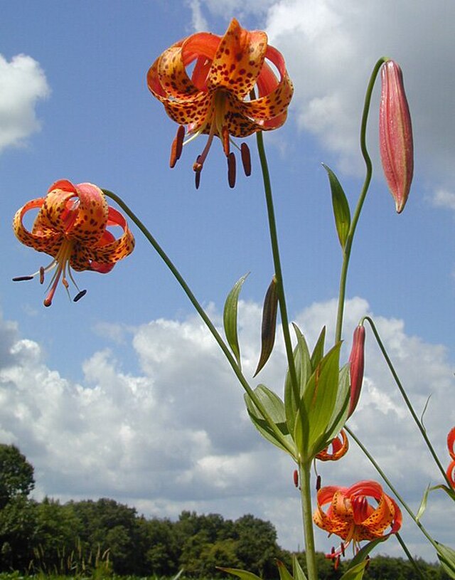 Turk's Cap Lily (Lilium michiganense) showing brilliant orange recurved flowers with dark spots and prominent stamens