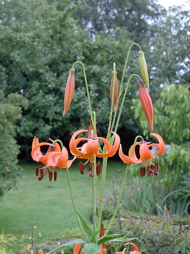 Turk's Cap Lily (Lilium michiganense) stem with whorled leaves in natural habitat