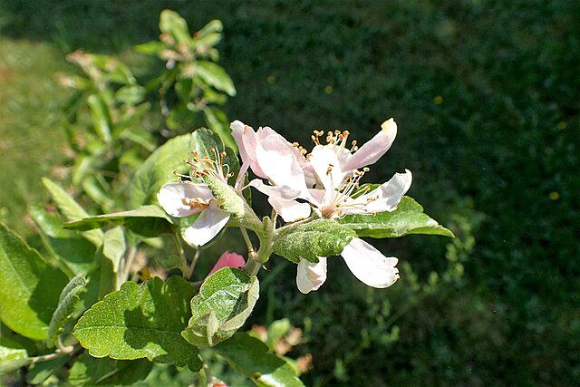 Prairie Crabapple (Malus ioensis) showing small fruits and foliage in late summer