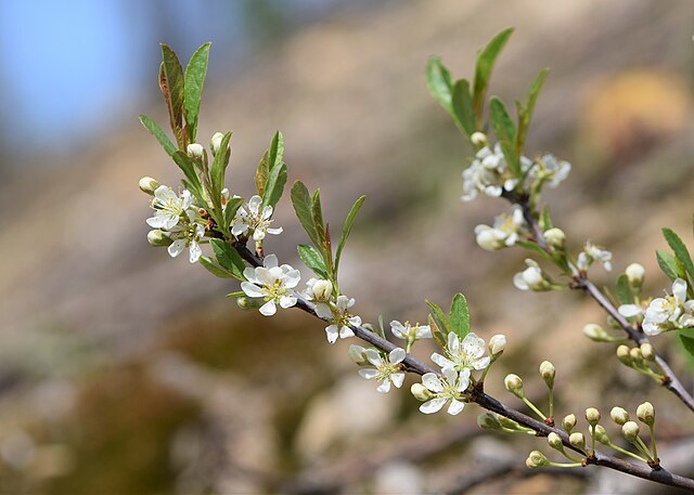 Sand Cherry (Prunus besseyi) white spring flowers on spreading branches