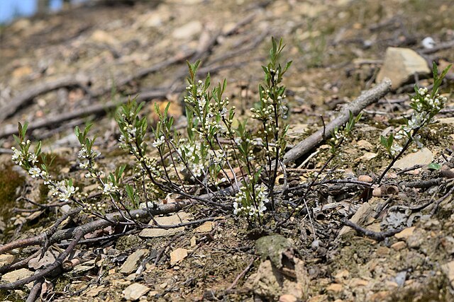 Sand Cherry (Prunus besseyi) showing leaves and developing fruit in summer