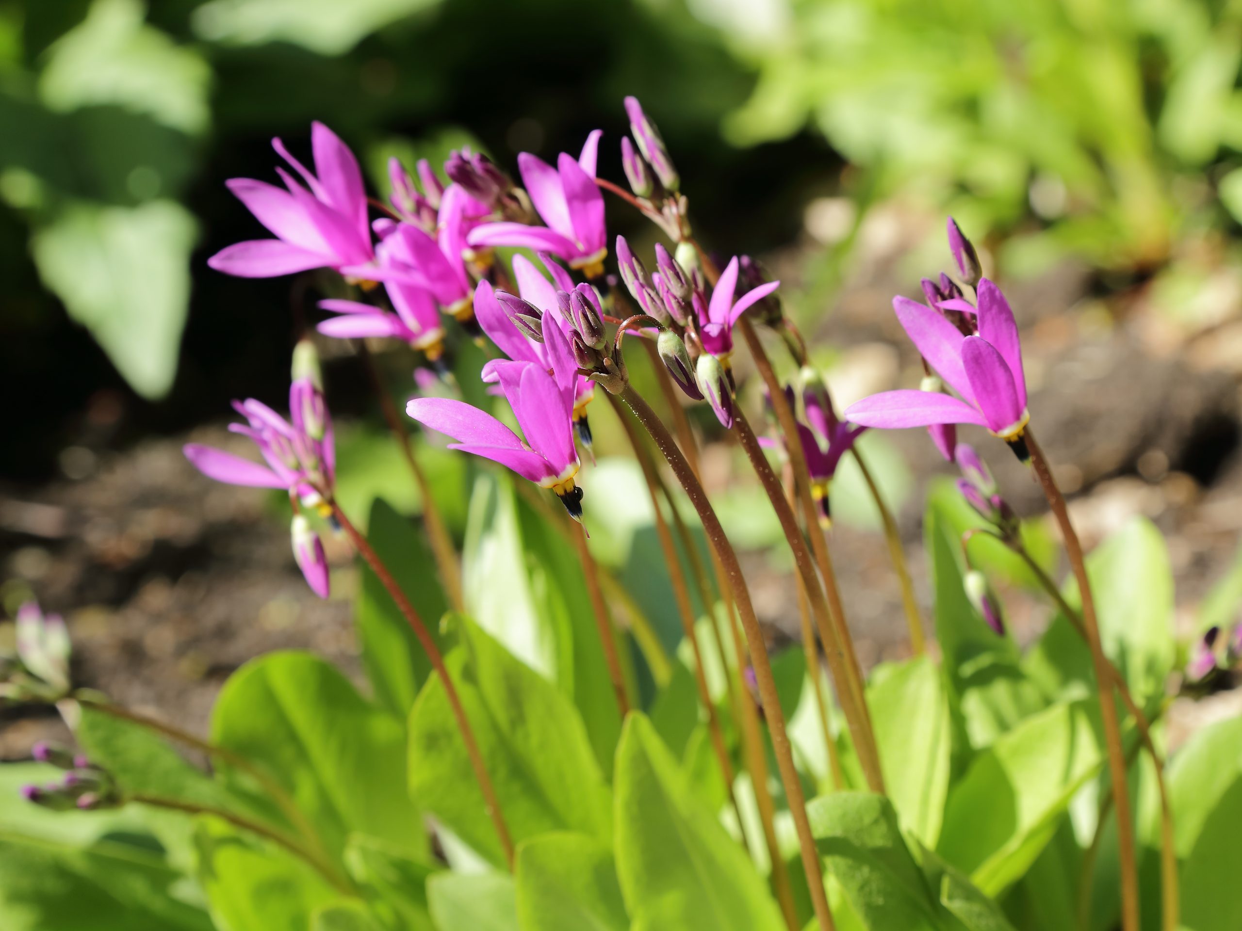 Shooting Star (Dodecatheon meadia)