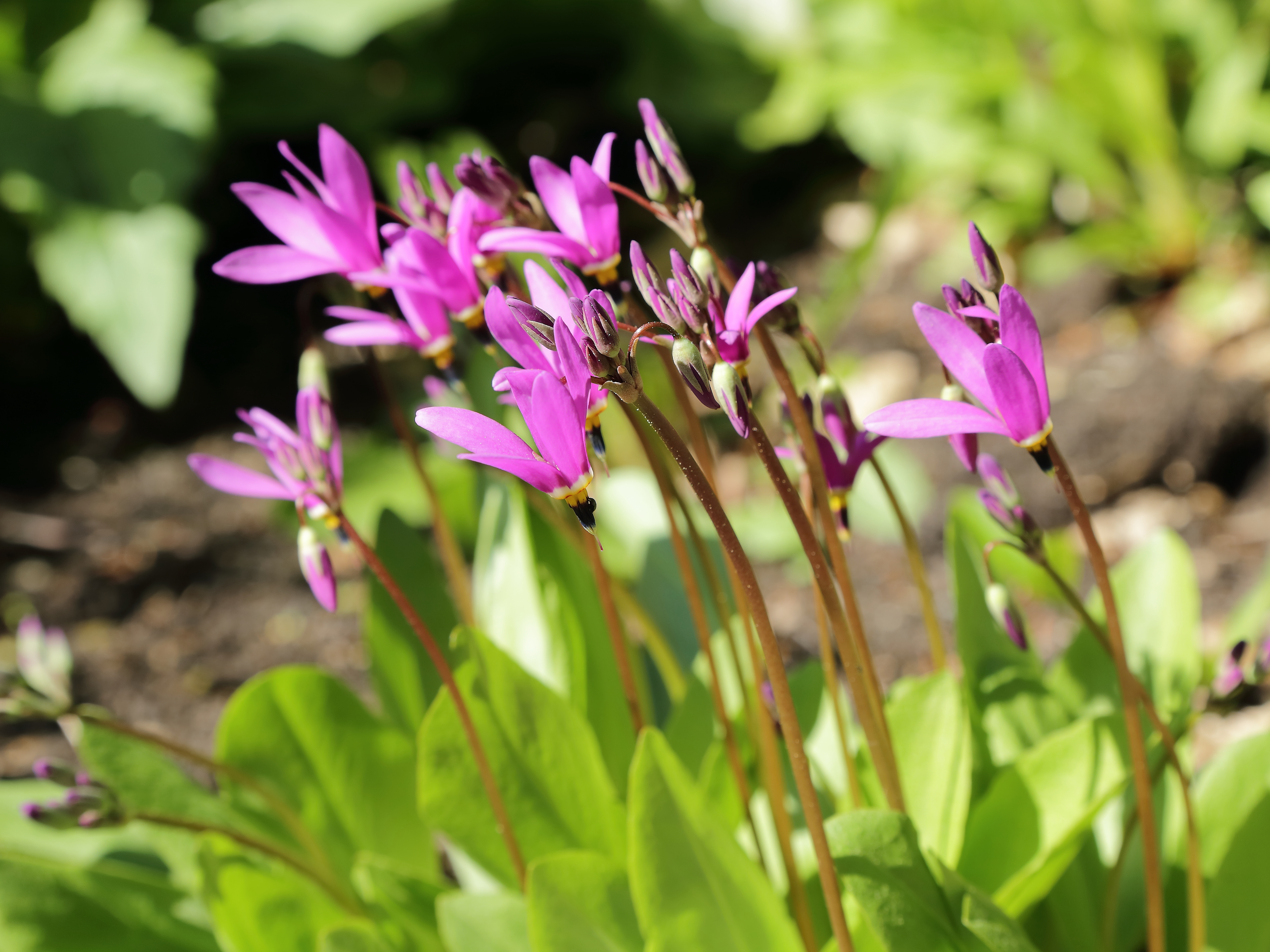 Shooting Star (Dodecatheon meadia) showing distinctive characteristics in natural habitat