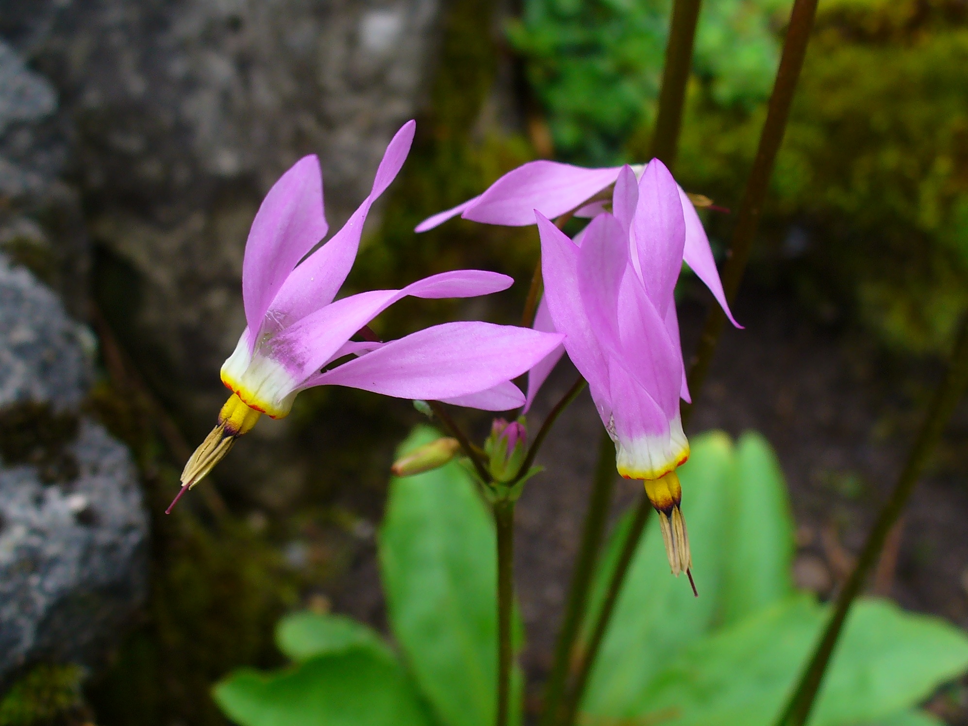 Shooting Star (Dodecatheon meadia) in its natural habitat