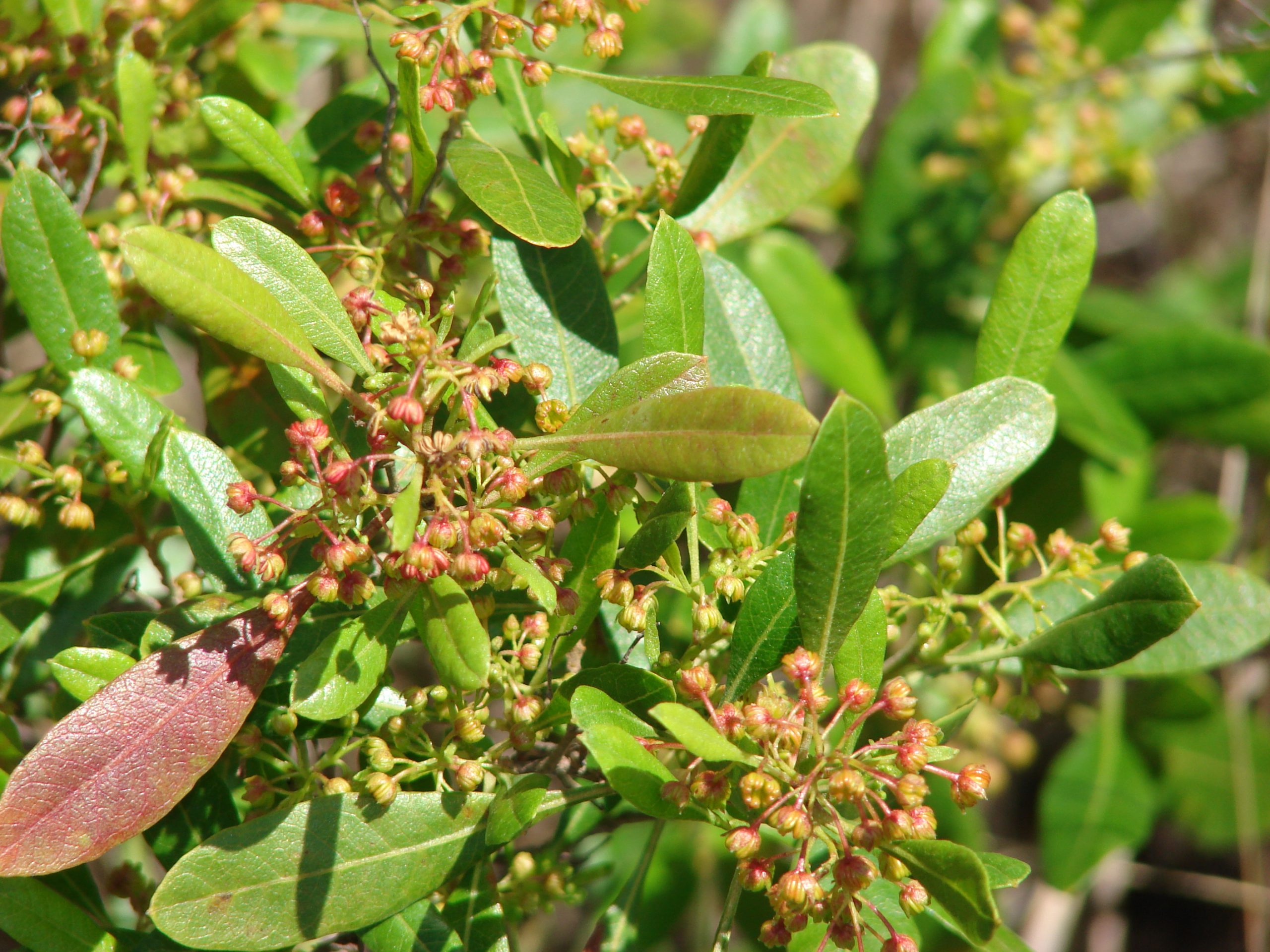 ‘A’ali’i (Dodonaea viscosa)