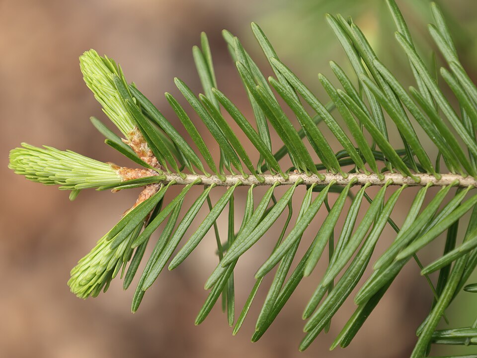 Balsam Fir (Abies balsamea) needles showing distinctive silvery undersides and flat arrangement