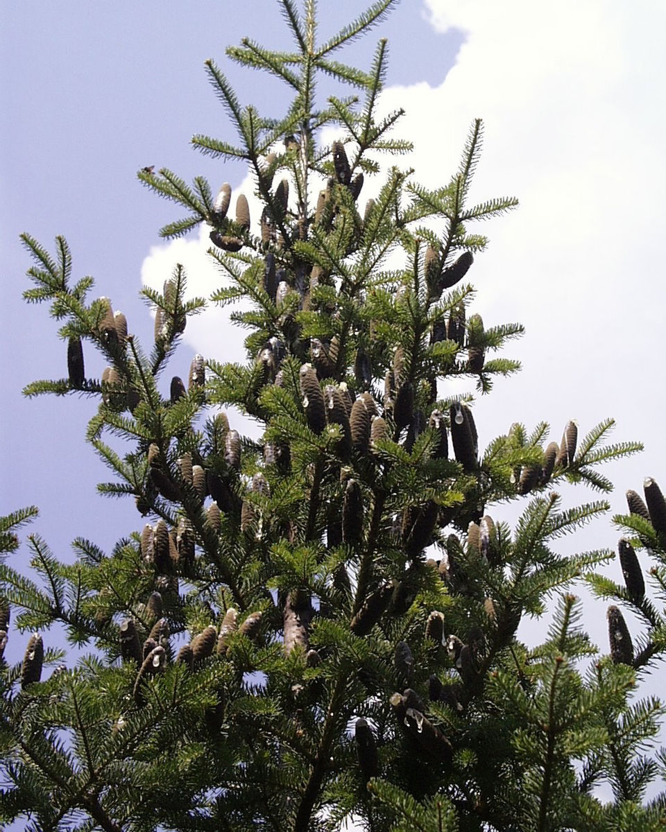 Balsam Fir (Abies balsamea) standing tall in a northern forest