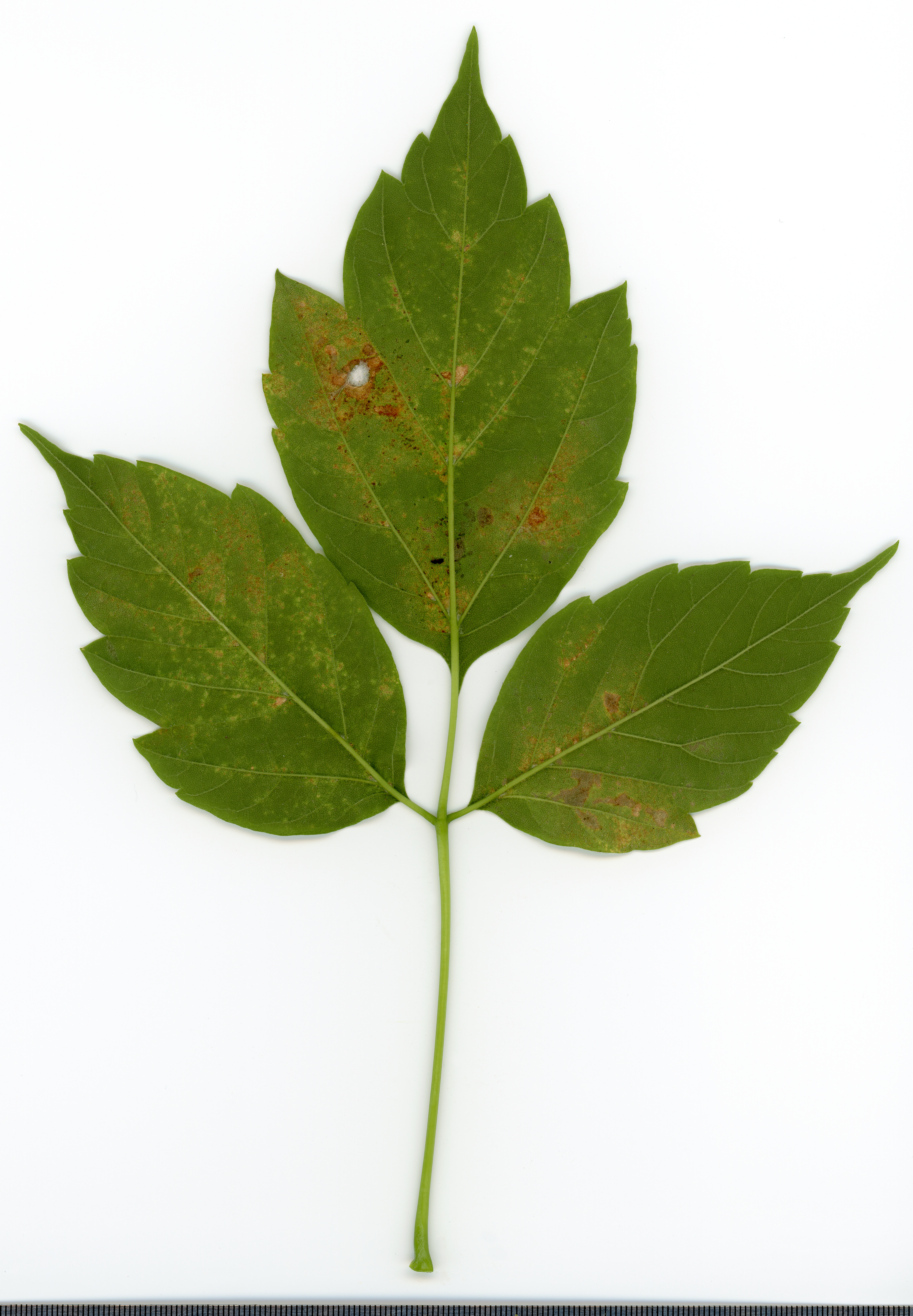 Box Elder (Acer negundo) herbarium specimen showing compound leaves and leaf structure