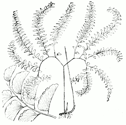 Maidenhair Fern (Adiantum pedatum) - PlantNative.org Maidenhair Fern (Adiantum pedatum) botanical illustration showing distinctive fan-like frond arrangement