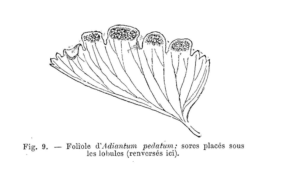 Maidenhair Fern (Adiantum pedatum) - PlantNative.org Maidenhair Fern (Adiantum pedatum) pinnule close-up showing fan-shaped leaflets