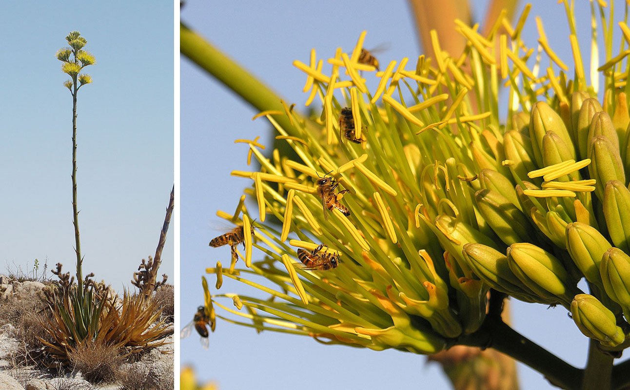 Desert Agave (Agave deserti) rosette with thick blue-gray leaves and terminal spines in the Sonoran Desert
