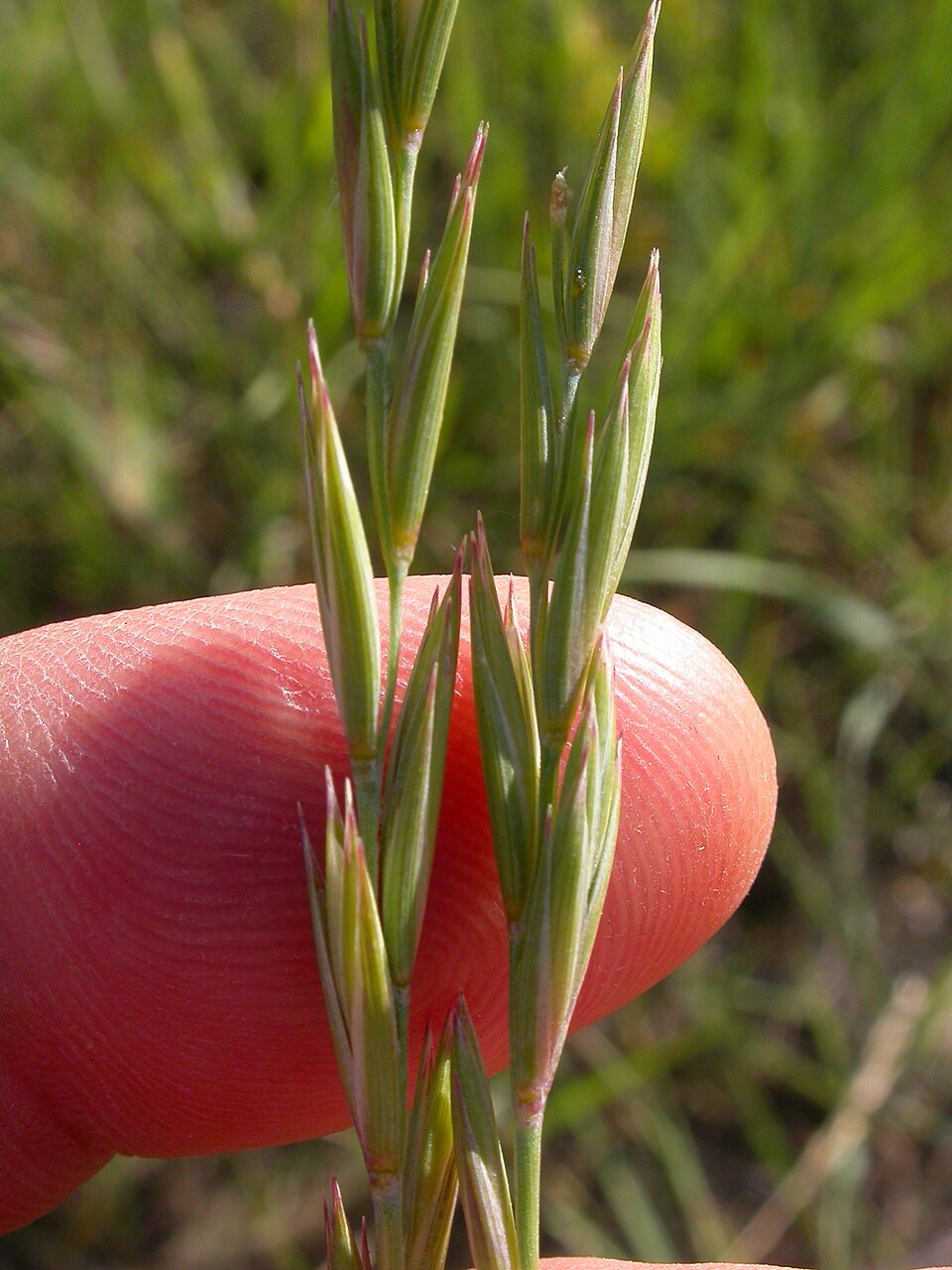 Western Wheatgrass (Agropyron smithii) - PlantNative.org Western Wheatgrass (Agropyron smithii) showing characteristic upright growth and dense seed spikes