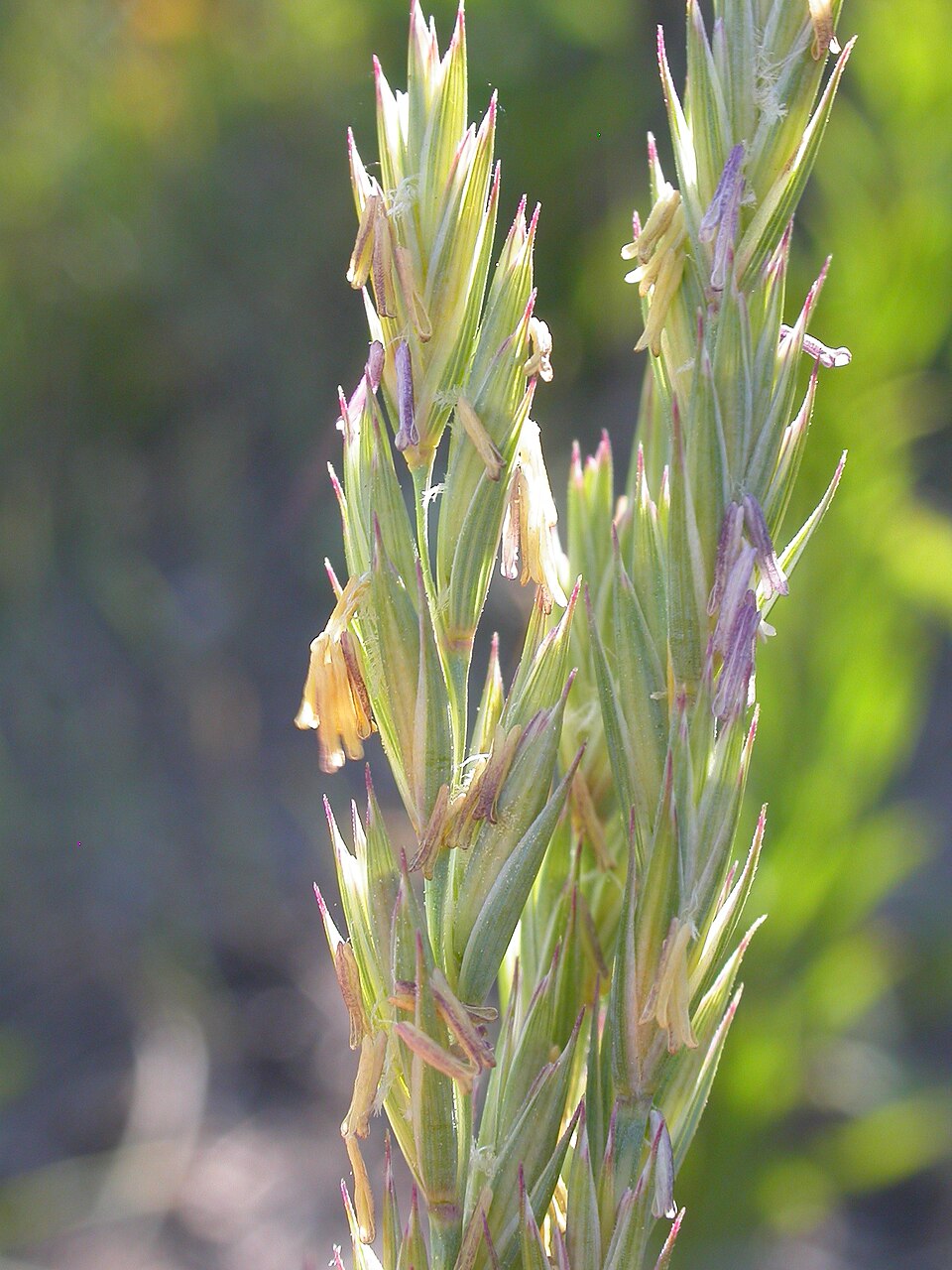 Western Wheatgrass (Agropyron smithii) - PlantNative.org Western Wheatgrass (Agropyron smithii) seed spikes showing wheat-like appearance and detailed structure