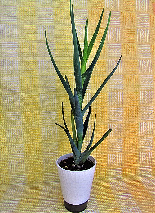 Aloe vera air purifying succulent plant