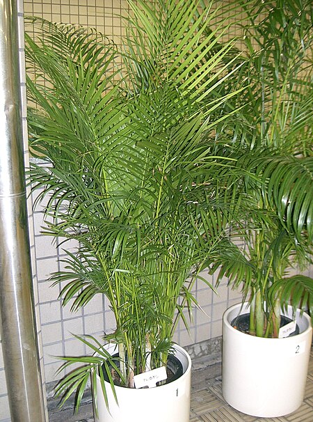 Areca palm (Dypsis lutescens) indoor air purifying and humidifying plant