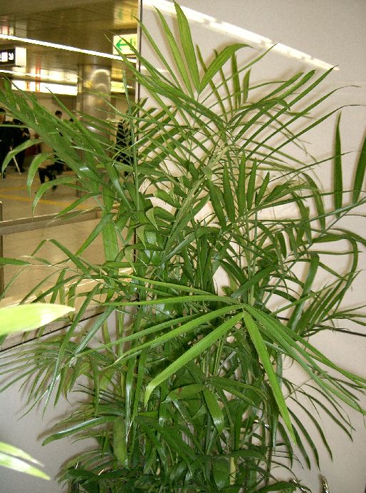 Bamboo palm (Chamaedorea seifrizii) indoor air purifying plant
