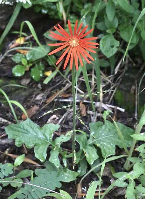 Barberton daisy (Gerbera jamesonii) colorful air purifying plant