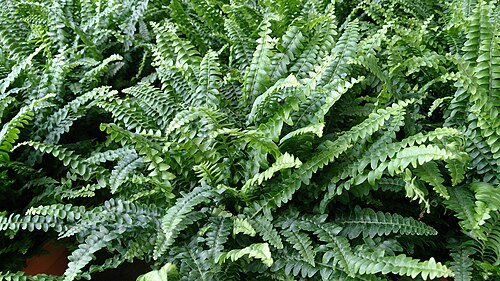Boston fern (Nephrolepis exaltata) air purifying plant