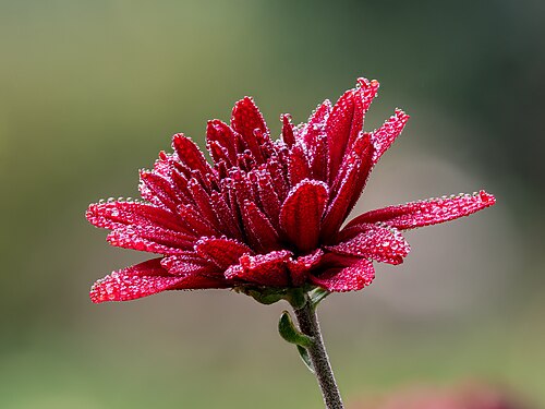 Chrysanthemum (Chrysanthemum morifolium) air purifying flowering plant