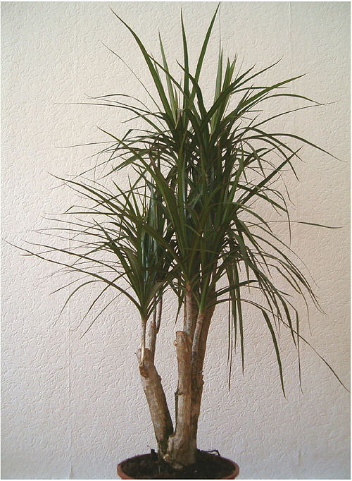 Red-edged dracaena (Dracaena marginata) air purifying plant