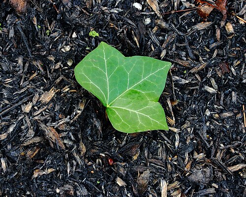 English ivy (Hedera helix) air purifying vine