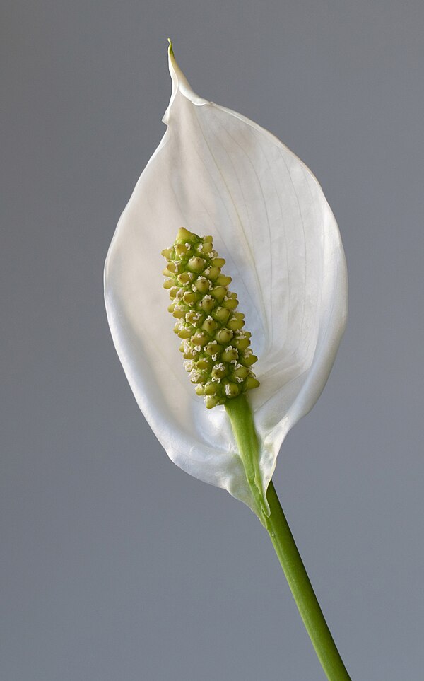 Peace lily (Spathiphyllum) air purifying plant with white bloom