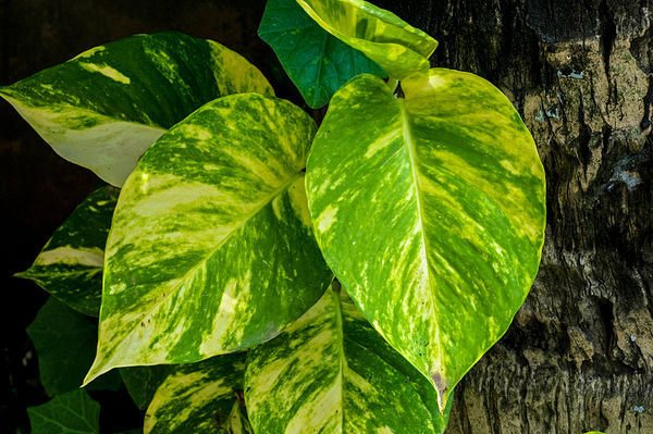 Pothos (Epipremnum aureum) trailing air purifying plant