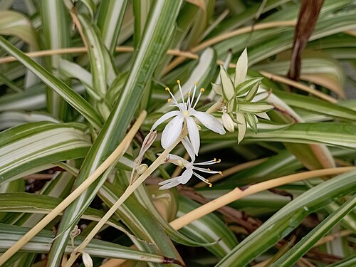 Spider plant (Chlorophytum comosum) air purifying houseplant