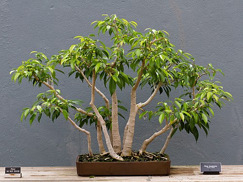 Weeping fig (Ficus benjamina) indoor air purifying tree