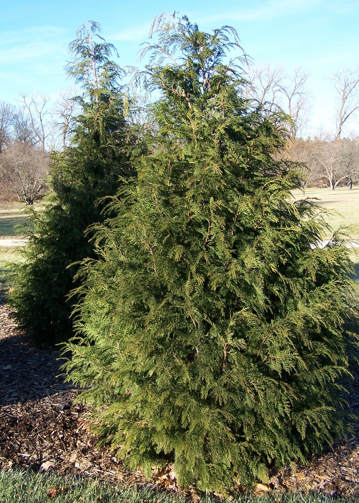 Alaska Cedar (Chamaecyparis nootkatensis) full tree showing characteristic weeping form