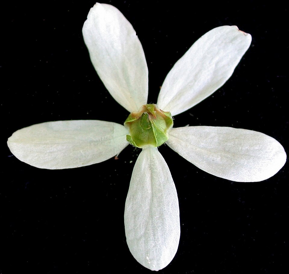 Alleghany Serviceberry (Amelanchier laevis) white spring flowers with bronze-tinged new leaves