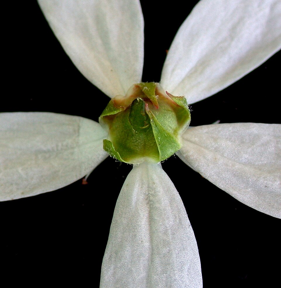 Alleghany Serviceberry (Amelanchier laevis) showing dark purple-black ripe berries on branch