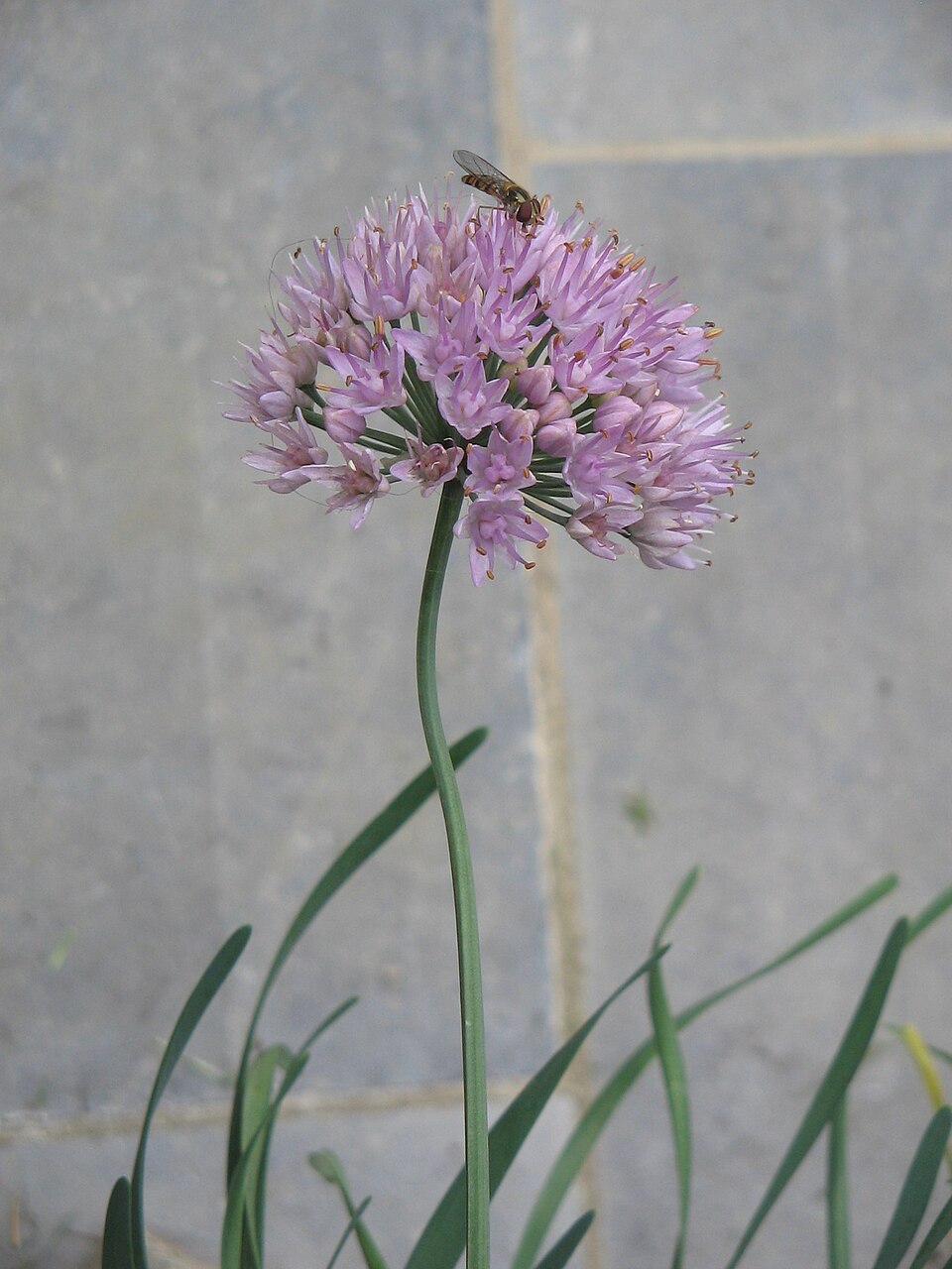 Prairie Onion (Allium stellatum) showing pink star-shaped flowers in a rounded cluster on a single stalk