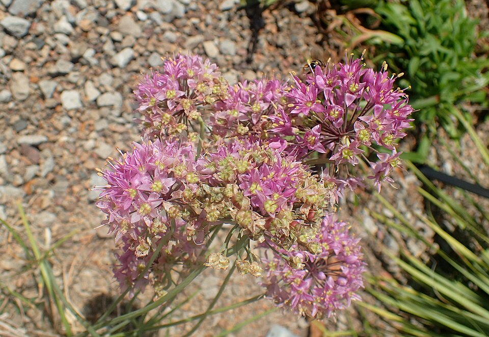 Prairie Onion (Allium stellatum) close-up showing the globose flower cluster with star-shaped pink blooms