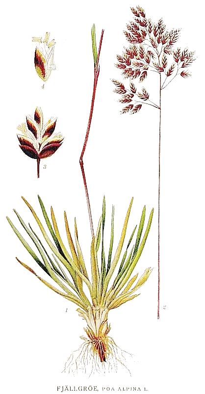 Alpine Bluegrass (Poa alpina) botanical illustration showing tufted grass with dense leaves