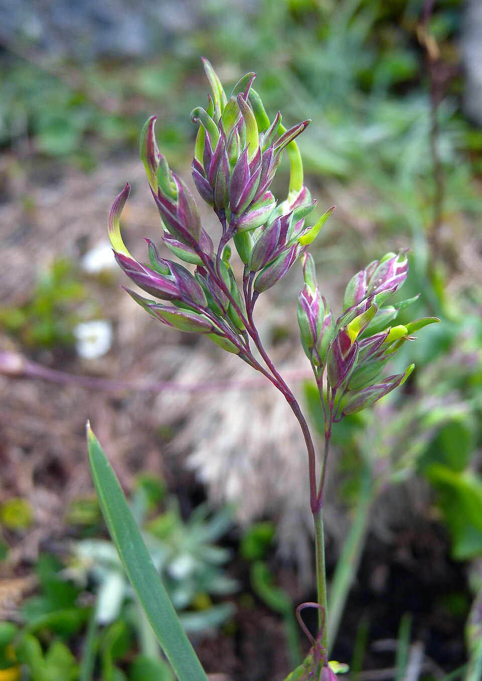 Alpine Bluegrass (Poa alpina) growing in alpine meadow showing dense tufted habit and bluish-green foliage