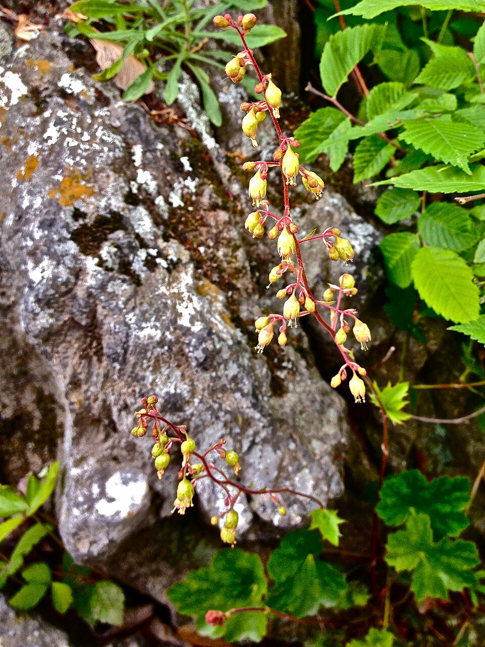 Alumroot (Heuchera americana) - PlantNative.org Alumroot (Heuchera americana) flower spike showing delicate white blooms